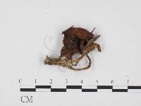 登錄號:F0024415藏品圖，第3張