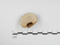 登錄號:F0024416藏品圖，第3張