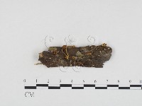 登錄號:F0024417藏品圖，第1張