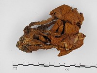 登錄號:F0024418藏品圖，第1張