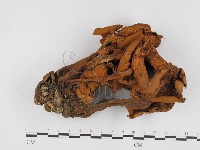 登錄號:F0024418藏品圖，第3張
