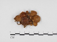 登錄號:F0024420藏品圖，第1張