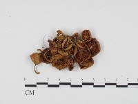 登錄號:F0024420藏品圖，第3張