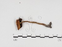 登錄號:F0024423藏品圖，第1張