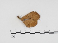 登錄號:F0024424藏品圖，第1張