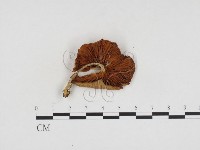 登錄號:F0024424藏品圖，第3張