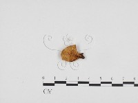 登錄號:F0024425藏品圖，第3張