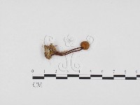 登錄號:F0024426藏品圖，第1張