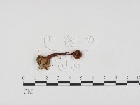 登錄號:F0024426藏品圖，第3張