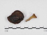 登錄號:F0024428藏品圖，第3張