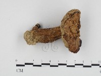 登錄號:F0024429藏品圖，第1張