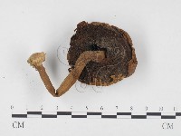 登錄號:F0024430藏品圖，第3張
