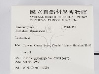 乳菇屬藏品圖，第2張