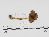 登錄號:F0024433藏品圖，第1張