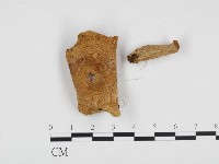 紅菇屬藏品圖，第3張