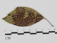 紅菇屬藏品圖，第1張