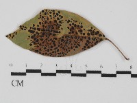 紅菇屬藏品圖，第3張