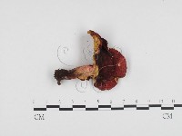 紅菇屬藏品圖，第3張