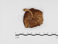 登錄號:F0024437藏品圖，第3張