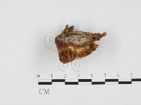 登錄號:F0024440藏品圖，第1張