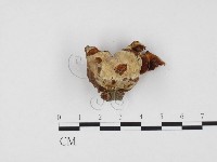 登錄號:F0024440藏品圖，第3張