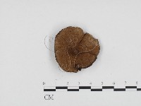 登錄號:F0024441藏品圖，第1張