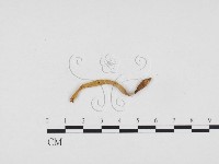 登錄號:F0024443藏品圖，第3張