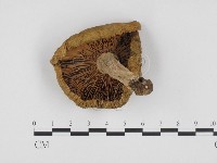 登錄號:F0024449藏品圖，第3張