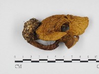 登錄號:F0024453藏品圖，第1張