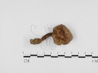 登錄號:F0024454藏品圖，第1張