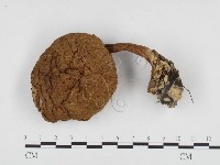 登錄號:F0024455藏品圖，第1張