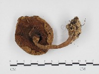 登錄號:F0024455藏品圖，第3張