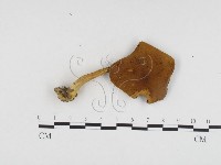 登錄號:F0024456藏品圖，第1張
