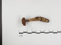 登錄號:F0024457藏品圖，第3張