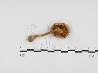 登錄號:F0024458藏品圖，第3張