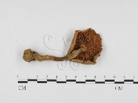 登錄號:F0024459藏品圖，第3張