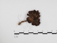 登錄號:F0024460藏品圖，第1張