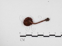 登錄號:F0024461藏品圖，第3張