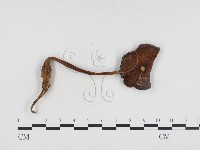 登錄號:F0024462藏品圖，第1張