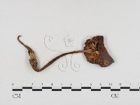 登錄號:F0024462藏品圖，第3張