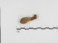 登錄號:F0024463藏品圖，第1張