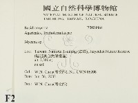 小菇屬藏品圖，第2張