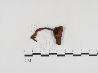 小菇屬藏品圖，第1張