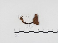 小菇屬藏品圖，第3張