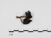 登錄號:F0024465藏品圖，第1張