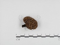 登錄號:F0024468藏品圖，第1張