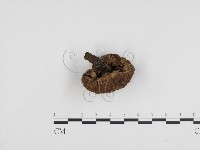 登錄號:F0024468藏品圖，第3張