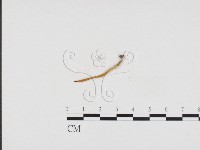 登錄號:F0024469藏品圖，第1張