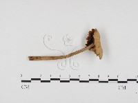 登錄號:F0024470藏品圖，第1張