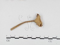 登錄號:F0024470藏品圖，第3張